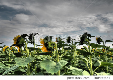 The Helianthus sunflower is a genus of plants in the Asteraceae family. Annual sunflower and tuberous sunflower. Agricultural field. Dramatic stormy sky with clouds. Serbia skyline. Sun and storm. 100499667