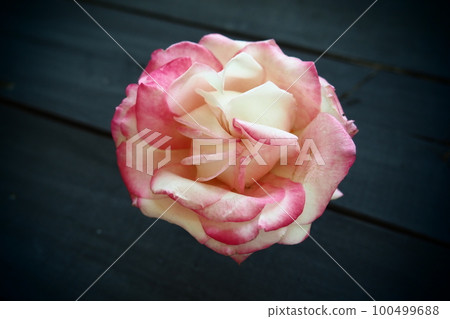 Rose on a black background. One pink yellow rose bud lies sideways on a black table. Flat lay. Festive layout for Valentine's day, mother's day, March 8, declaration of love. 100499688