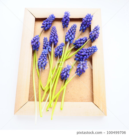 Blue spring flowers on a white background. Muscari armeniacum. Bright postcard, congratulations. Copy space still life flat lay. Armenian grape hyacinth. Photo frame made of cardboard and wood 100499706