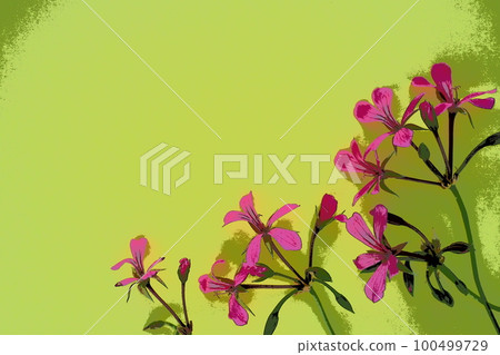 inflorescence of ivy geranium on a yellow background. Beautiful inflorescence of pink ivy geranium in the bottom right corner. Copy space for text. Postcard for March 8, Valentine's Day, Mother's Day. inflorescence of ivy geranium on a yellow background. Beautiful inflorescence of pink ivy geranium in the bottom right corner. Copy space for text. Postcard for March 8, Valentine's Day, Mother's Day. 100499729