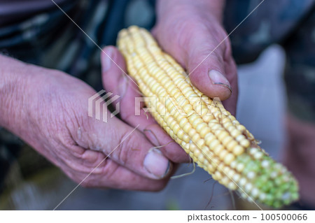 Young corn in the hands of an old man. The problem of hunger. Young corn in the hands of an old man. The problem of hunger. 100500066