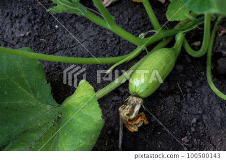 Young zucchini on a bush in the garden. Young zucchini on a bush in the garden. 100500143