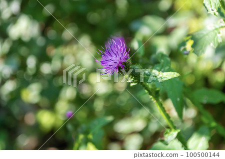 Sow thistle blooming. Sow thistle blooming. 100500144