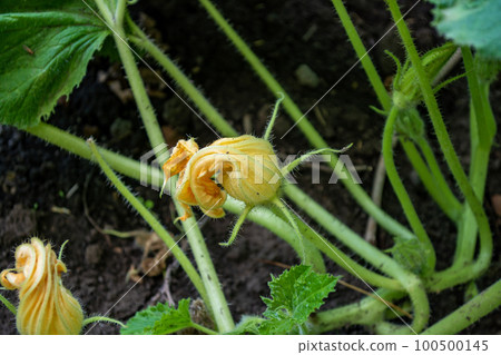 Zucchini bud in the garden. Zucchini bud in the garden. 100500145