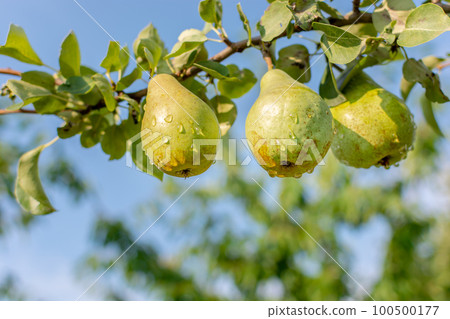 Ripe green wet three pears on a large tree branch against a blue sky. 100500177