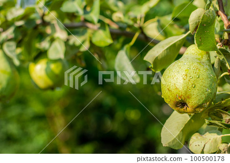 Ripe green wet pear covered with raindrops in the garden. Ripe green wet pear covered with raindrops in the garden. 100500178
