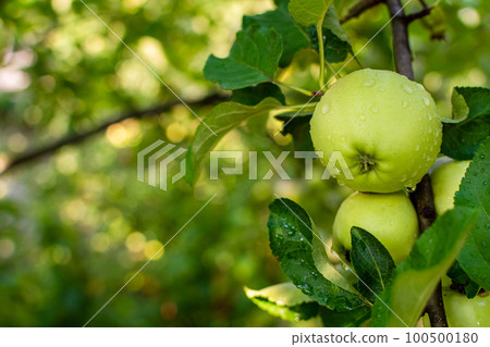 Ripe wet apples in raindrops 100500180