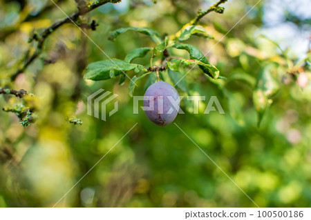 Big one plum with defects, sunny day. Harvest Big one plum with defects, sunny day. Harvest 100500186