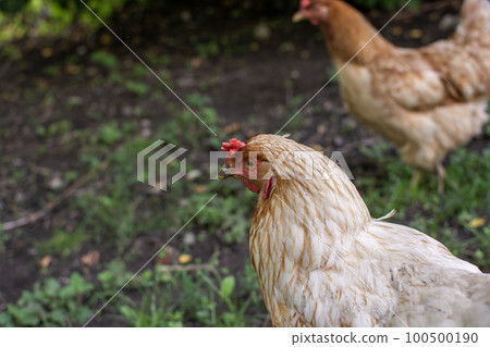 Domestic chickens in the yard 100500190