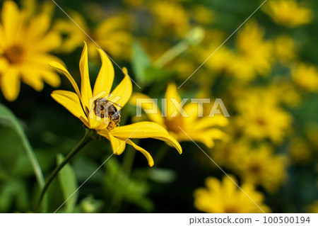 A honey bee collects nectar on a heliopsis flower, side view of an insect. A honey bee collects nectar on a heliopsis flower, side view of an insect. 100500194