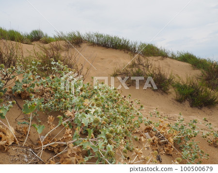 Bluehead or Eringium Eryngium, is a genus of herbaceous plants in the Umbelliferae family. Sandy places, thickets of bushes and steppes. Dunes of the Black Sea, Anapa, Vityazevo. Sandy beach and dunes 100500679