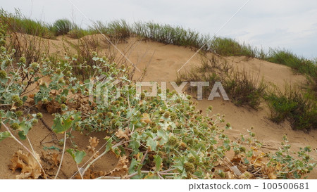 Bluehead or Eringium Eryngium, is a genus of herbaceous plants in the Umbelliferae family. Sandy places, thickets of bushes and steppes. Dunes of the Black Sea, Anapa, Vityazevo. Sandy beach and dunes 100500681