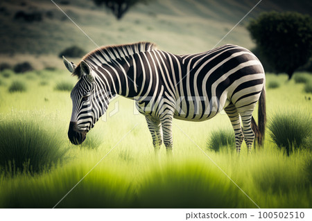 Zebra standing in the middle of field of tall grass with another zebra in the background. Generative AI 100502510