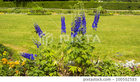 Delphinium flower Dark Blue White Bee blooms in city park 100502583