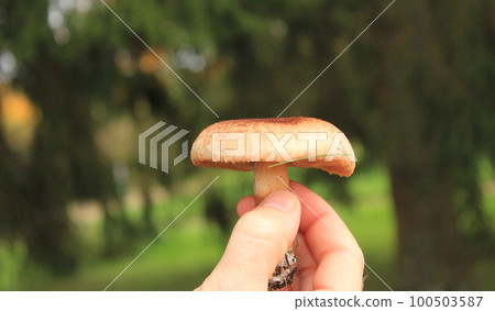 Autumn mushroom in hand against the background of green-red foliage of the Russian forest Autumn mushroom in hand against the background of green-red foliage of the Russian forest 100503587