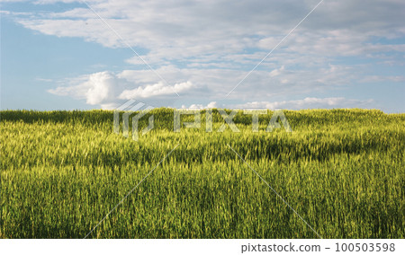 Young wheat field on a sunny day with blue sky 100503598