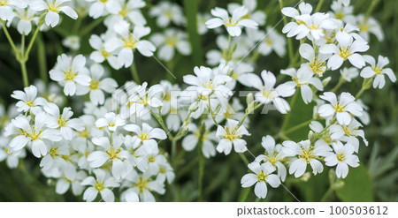 A genus of flowering plants of the Clove family. White flowers on the field 100503612
