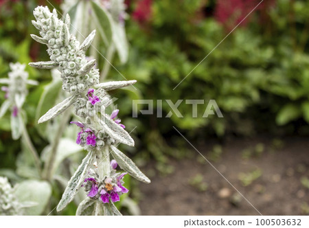 Byzantine stachis Ears of lambs in a city park. 100503632