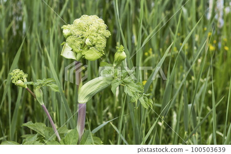 Close-up white flower of medicinal plant Angelica on the background of foliage Close-up white flower of medicinal plant Angelica on the background of foliage 100503639