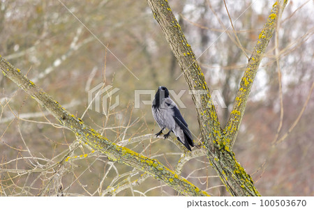 Crow on a branch in autumn park 100503670