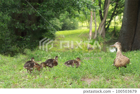 Mallard duck and her clutch of ducklings 100503679