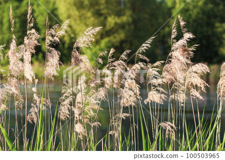 Dry yellow reed on a background of green grass on a summer day Dry yellow reed on a background of green grass on a summer day 100503965