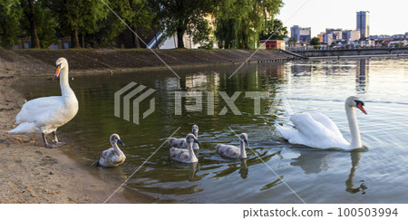 Swan Serenity is a lovely swan family. Swans glide along the serene surface of the lake. Swan Serenity is a lovely swan family. Swans glide along the serene surface of the lake. 100503994