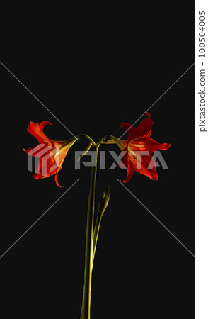 Gorgeous, exotic red amaryllis flower on a black background. Vertical photography Gorgeous, exotic red amaryllis flower on a black background. Vertical photography 100504005