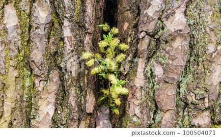 A branch of a spring willow with gray fluffy earrings in the hollow of a tree A branch of a spring willow with gray fluffy earrings in the hollow of a tree 100504071