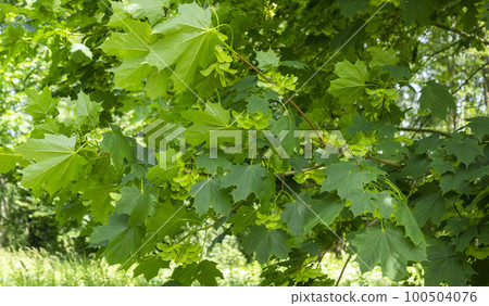 Acer platanoides Norway maple, leaf detail. Green background Acer platanoides Norway maple, leaf detail. Green background 100504076