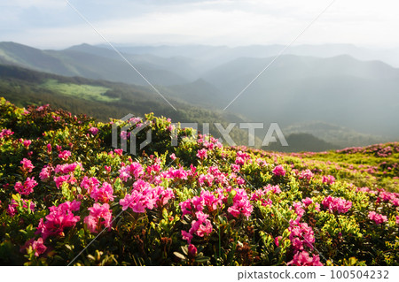 Magic pink rhododendron flowers covered summer mountain Magic pink rhododendron flowers covered summer mountain 100504232