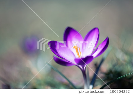Single spring flower crocus on green grass closeup Single spring flower crocus on green grass closeup 100504252