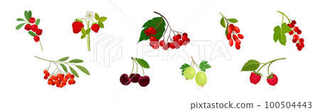 Ripe and Juicy Garden Berry Twig and Branches with Hanging Fruit Vector Set 100504443