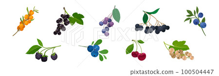 Ripe and Juicy Garden Berry Twig and Branches with Hanging Fruit Vector Set Ripe and Juicy Garden Berry Twig and Branches with Hanging Fruit Vector Set 100504447