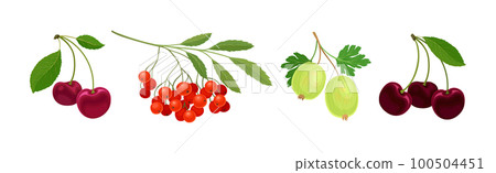 Ripe and Juicy Garden Berry Twig and Branches with Hanging Fruit Vector Set Ripe and Juicy Garden Berry Twig and Branches with Hanging Fruit Vector Set 100504451