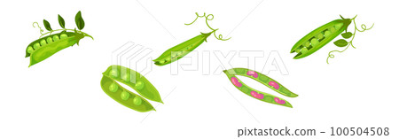 Grain Legume or Pulse Crop with Pod and Beans Vector Set 100504508
