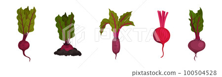 Beetroot or Red Beet with Top Leaves Vector Set 100504528