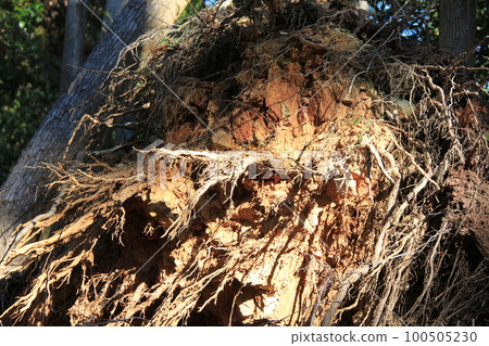 Root/uprooted tree root exposed above ground 100505230