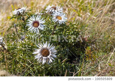 Carlina acaulis, carline thistle, silver thistle, endemic flower plant, Asteraceae family, Parma Italy 100505809