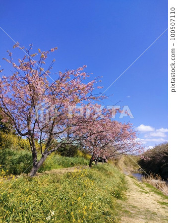 2023年春天房總，油菜花盛開。 100507110