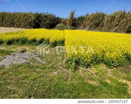 Spring of 2023 Boso, rape blossoms in full bloom. Spring of 2023 Boso, rape blossoms in full bloom. 100507147