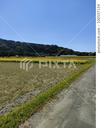 Spring of 2023 Boso, rape blossoms in full bloom. 100507154
