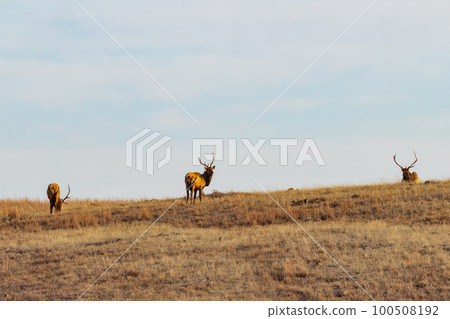Close up shot of many elks in Wichita Mountains Wildlife Refuge Close up shot of many elks in Wichita Mountains Wildlife Refuge 100508192