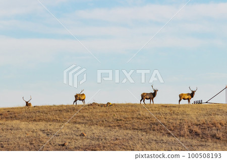 Close up shot of many elks in Wichita Mountains Wildlife Refuge 100508193