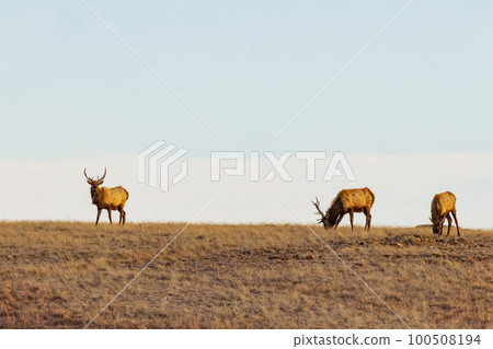 Close up shot of many elks in Wichita Mountains Wildlife Refuge 100508194