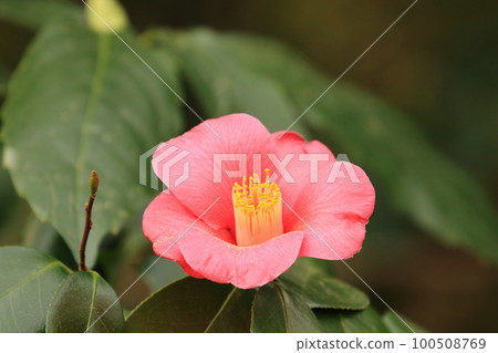 Camellia, camellia, camellia, red petals, one flower 100508769