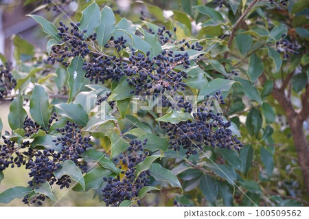 Black ripe "mouse mochi" fruit December 2022 100509562