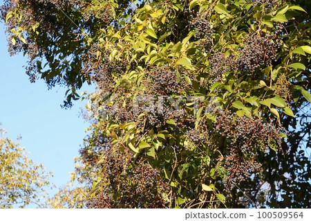 Black ripe "mouse mochi" fruit December 2022 100509564