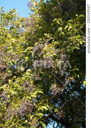 Black ripe "mouse mochi" fruit December 2022 100509567