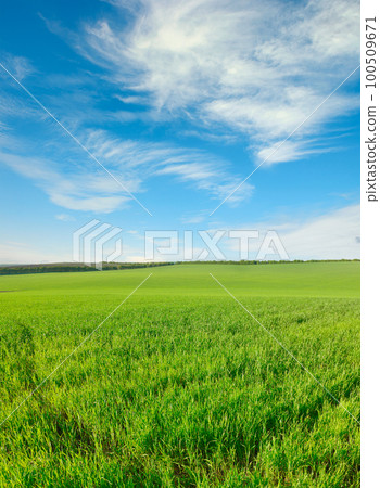 Green wheat field and bright sky. 100509671